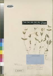 Image result for Oldenlandia echinulosa