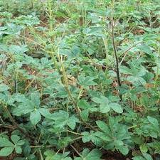 Length of cooking depends on type of saga used How To Grow Indigenous Spider Plant Saga Saget Farmlink Kenya