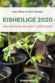 Damals beobachtete man, dass es im frühjahr in der zweiten maihälfte häufiger zu kälteeinbrüchen kommt. Eisheilige 2020 Wann Sie Sind Und Was Es Danach Im Garten Zu Tun Gibt Wurzelwerk Eisheilige Tomaten Pflanzen Pflanzen