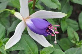 Carmel Blue Rasteniya