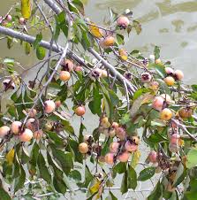 Image result for Diospyros virgata