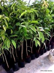 Deer can be a nuisance to some younger fruit trees so the use of tree tubes, fencing, or some other form of deterrent may be necessary. Mango Grafted Saplings Fruit Plant At Rs 50 Piece Plant Saplings Id 1484441812