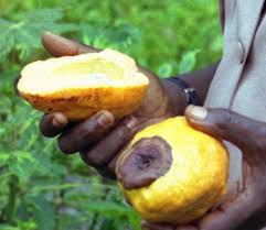 Image result for Landolphia owariensis