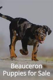 Dogablenet Dogablenet - Profile Pinterest