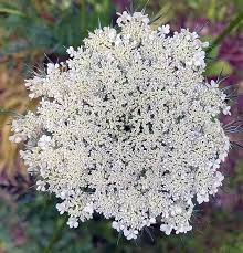 Image result for Daucus carota
