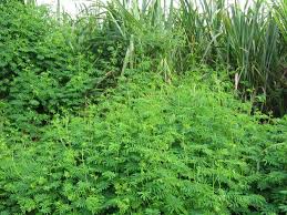 Image result for Mimosa diplotricha