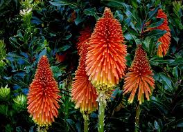 Image result for Kniphofia