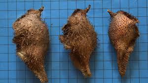 Image result for Centrolobium robustum