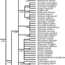 Image result for Oxyanthus zanguebaricus