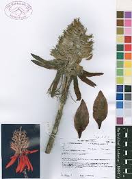 Image result for Erythrina madagascariensis