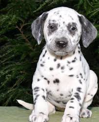 Dalmatian akc registered puppies male and female on site with parents. Dalmatian Puppies For Sale Texas 121 Tx 287002