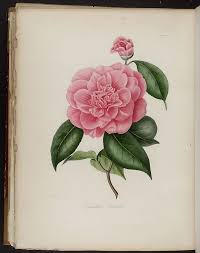Mbg Rare Books Illustration Of Camellia Woodsii Common Name S Scientific Name Illustration Botanical Illustration Pink Flowers
