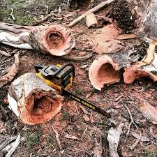 Lots Of Termite Damage On This Firewood That S Why Scientists Have Calculated That Termites Alone Produce Ten Time Termites Termite Infestation Pest Control