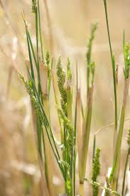 Image result for Echinochloa crus-pavonis