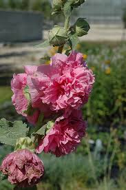 Image result for Alcea rosea