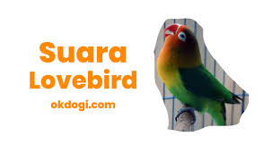 Lovebird konslet adalah lovebird yang memiliki karakter tersendiri dengan kondisi fisik bagus dan mau kerja saat pertama kali gantang langsung gacor. Download Ocehan Burung Lovebird Contoh Lif Co Id