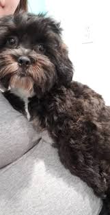 Maybe you would like to learn more about one of these? Shih Tzu Puppies For Sale Tyler Tx 316607 Petzlover