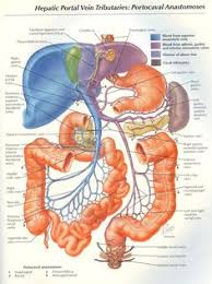 ► abdominal obesity in females‎ (7 f). 55 Anatomy Abdomen Ideas Anatomy And Physiology Medical Anatomy Anatomy