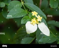 Image result for Pseudomussaenda