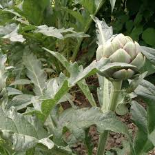 Potager 3000 Legumes En Graines Et Plants Pour Cultiver Votre Jardin En 2020 Legumes Perpetuels Potager Vivaces