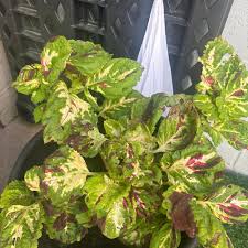 Image result for Coleus hadiensis