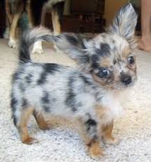 Every teacup or toy chihuahua puppy for sale here at teacups, puppies and boutique of south florida will go home with an official health certificate signed by a licensed veterinarian, a 1 year health guarantee protecting against hereditary and congenital defects, all current vaccinations. Blue Merle Chihuahua Breeders Cheap Buy Online