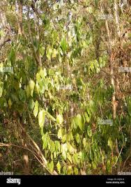 Image result for Oxyanthus speciosus