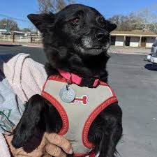 Are you looking for a new family member? Dog For Adoption Velvet Adopted A Schipperke Mix In Albuquerque Nm Petfinder