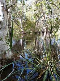 Image result for Cyperus alopecuroides