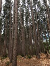 Unbeknownst to us, they were hosting a college timber. Cumming Nature Center Naples Aggiornato 2021 Tutto Quello Che C E Da Sapere Tripadvisor
