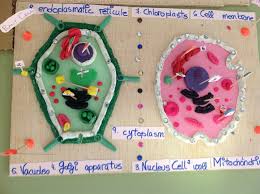 Naturally, if they are the structural and functional unit of living, there has to be something peculiar about them? Plasticine Cells Different Cell Types In The Same Animal Look Different Because They Have Different Function Animal Cells Model Cells Project Plant Cell Model