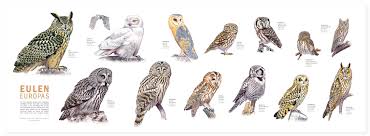 Poster Eulen Europas Owls Of Europe Poster Eule Graugans