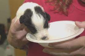 Animal Welfare Wikipedia