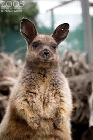 It feeds in open areas. Black Flanked Rock Wallaby Aka The Black Footed Rock Wallaby Or Warru A Marsupial Found In Australia Only 50 Animals Are Left In The Wild In South Au