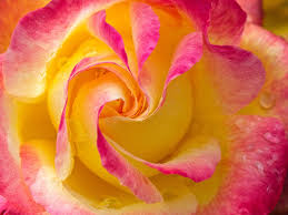 Peach Rose