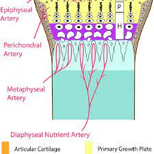 Covers ends of long bones. Drawing Illustrates The Anatomy At The End Of A Long Bone Not Drawn To Download Scientific Diagram