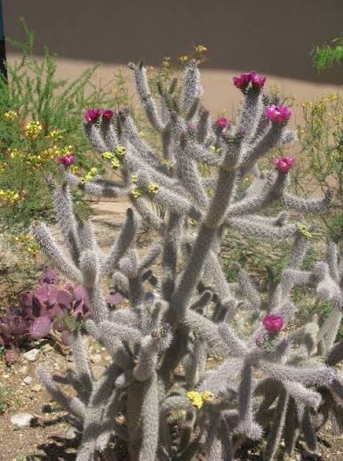 Woman injured by jumping cactus in desert