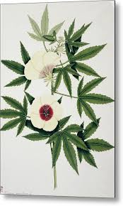 Image result for Hibiscus cannabinus