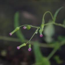 Image result for Emilia debilis