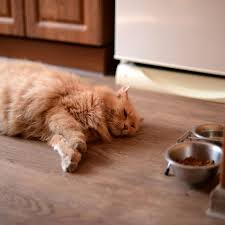 (chronic means persistent and lasting. 8 Reasons Why Your Cat Is Not Eating