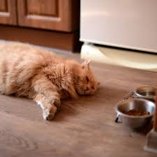 If your cat likes oranges, it is a very strange cat indeed. 8 Reasons Why Your Cat Is Not Eating