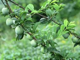 115 likes · 4 talking about this. Production Season Of Chinese Plums Is Drawing To An End