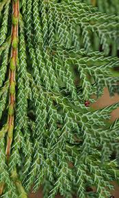 Image result for Cyphia lasiandra