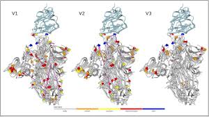 South africa has named this variant 501y.v2, because of a n501y mutation. The Emergence And Ongoing Convergent Evolution Of The N501y Lineages Coincides With A Major Global Shift In The Sars Cov 2 Selective Landscape Medrxiv