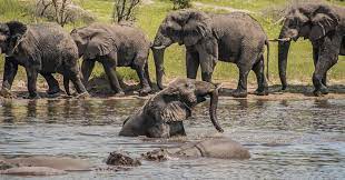 Pictures elephant for less, at your doorstep faster than ever! Old Male Elephants Don T Count Them Out The New York Times