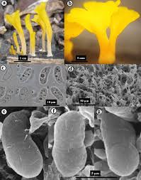 Image result for Dacryotrichia