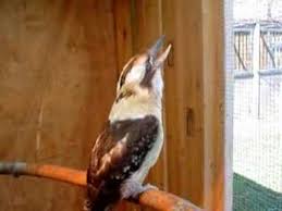 Bird That Sounds Like A Monkey Australia Listen To The Sound Of This Laughing Kookaburra It S A Bird Native To Australia Well Known For The S Australia Animals Wildlife Of Australia Beautiful Birds