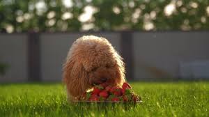 See more ideas about poodle, standard poodle, poodle dog. Doodle Eating Stock Video Footage 4k And Hd Video Clips Shutterstock