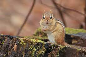 Steep your garlic and pepper in the soapy water for at least a day. How To Get Rid Of Chipmunks In Your Garden
