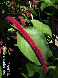 Image result for Acalypha hispida